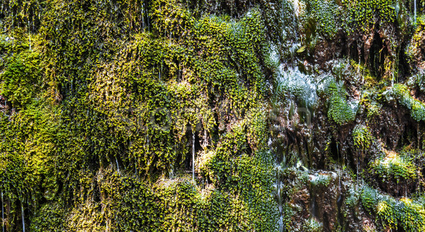 green water grass wallpaper Stock photo © vilevi
