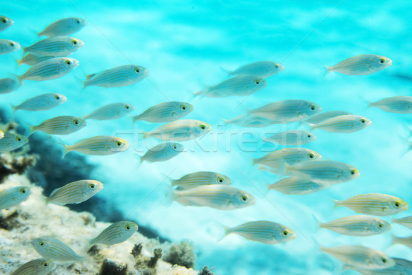 Pasaje peces mar azul Foto stock © vilevi