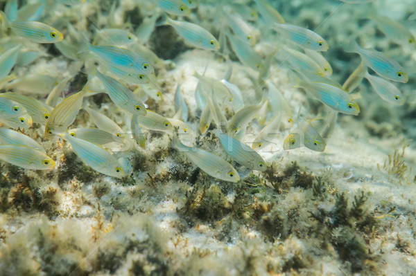 Passage poissons mer bleu Photo stock © vilevi