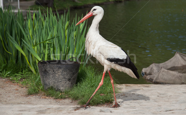 White Stork Dam Stock photo © vilevi