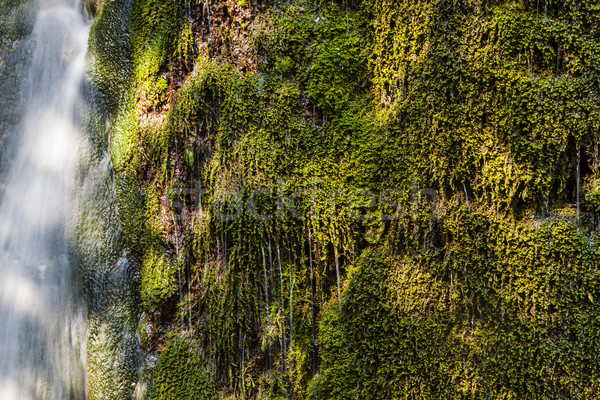 Grass wallpaper waterfall drops Stock photo © vilevi