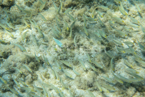 Passage poissons mer étage Photo stock © vilevi