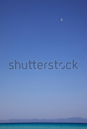Stock photo: Sea Sky Bird
