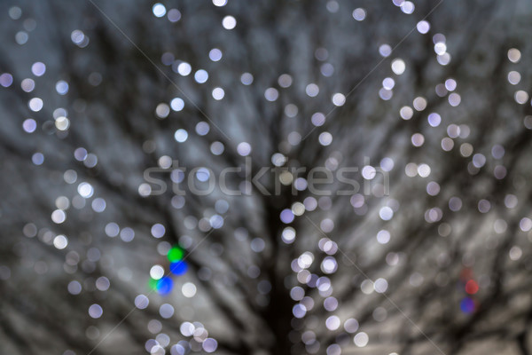 1泊 ライト 落葉性の ツリー 休日 季節の ストックフォト © vinnstock