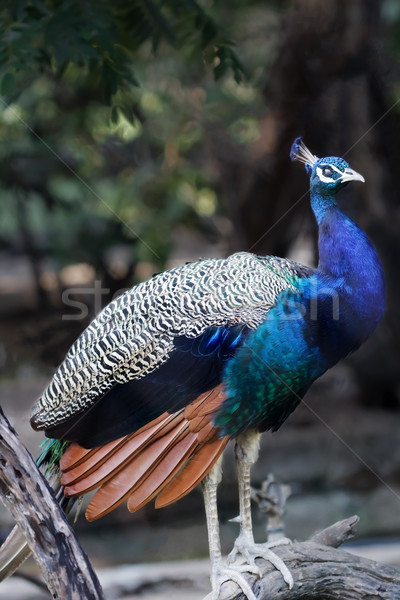 Indian Peafowl Stock photo © vinodpillai