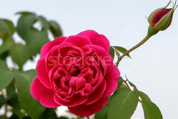 Red Rose Flower and Bud Stock photo © vinodpillai