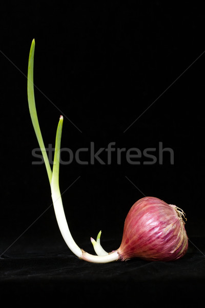 Spring onion on black Stock photo © vinodpillai