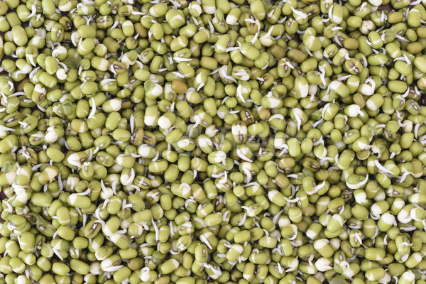 Mung bean sprouts Stock photo © vinodpillai