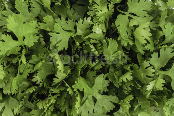 Cilantro (coriander leaves) Stock photo © vinodpillai