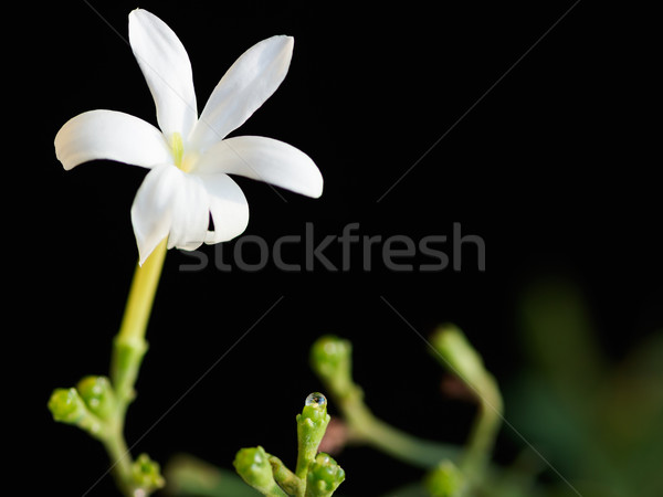Jasmine flower closeup  Stock photo © vinodpillai