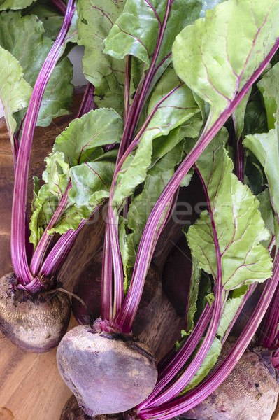 Hojas bandeja estudio agricultura Foto stock © vinodpillai