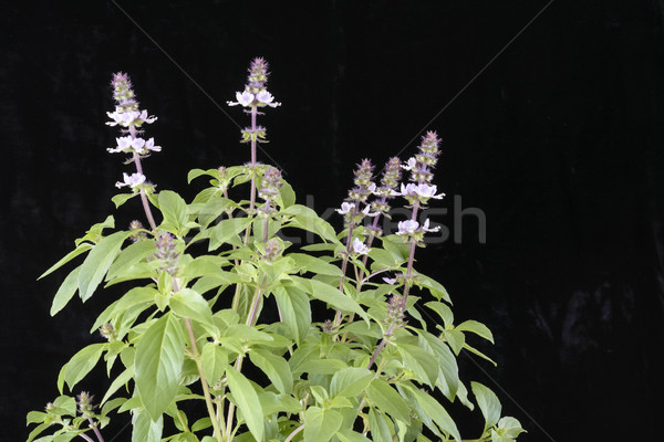 цветения Sweet базилик продовольствие природы медицина Сток-фото © vinodpillai