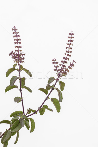 Heilig basilicum bladeren gezondheid groene plant Stockfoto © vinodpillai
