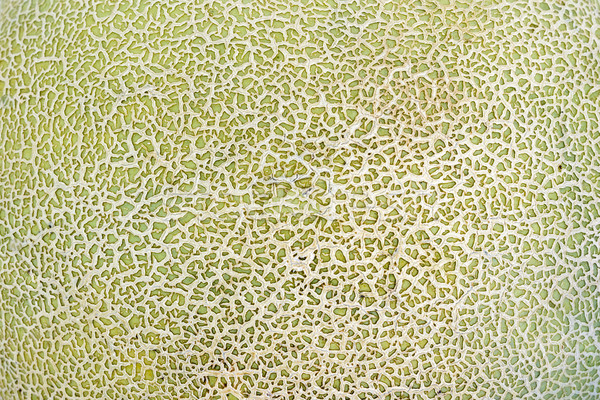 Stock photo: Musk melon skin texture