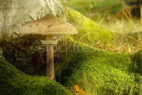 Guarda-sol fungo musgo sombra sol Foto stock © viperfzk