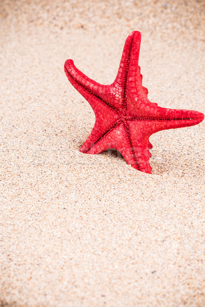Rosso starfish sabbia piedi mare shore Foto d'archivio © viperfzk