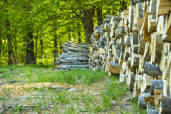 Hout groene bos zonlicht bomen Stockfoto © viperfzk