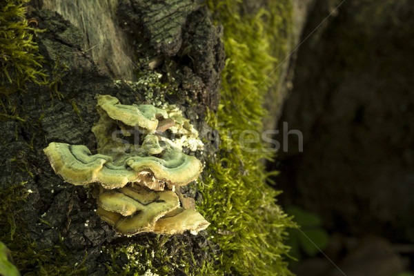 Wild champignon schaduw bos mos voorjaar Stockfoto © viperfzk