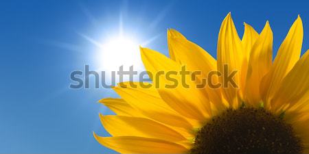 Solar panels and Sunflower against a sunny sky Stock photo © visdia