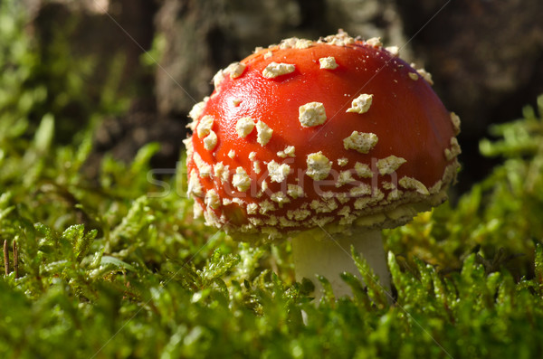 Stockfoto: Vergiftige · paddestoel · berk · bos · champignons · natuurlijke