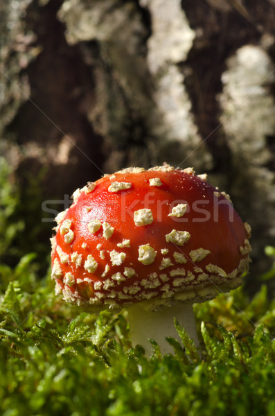 Muchomor brzozowy lasu grzyby naturalnych Zdjęcia stock © visdia