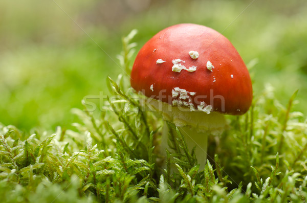 Musgo seta venenosa forestales setas naturales afortunado Foto stock © visdia