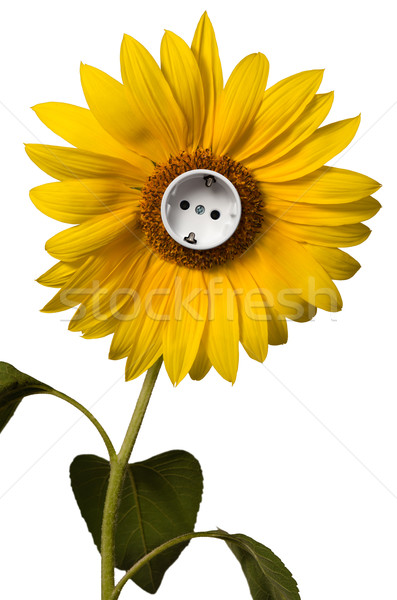 Stockfoto: Zonnebloem · stopcontact · bloem · zon · licht · energie