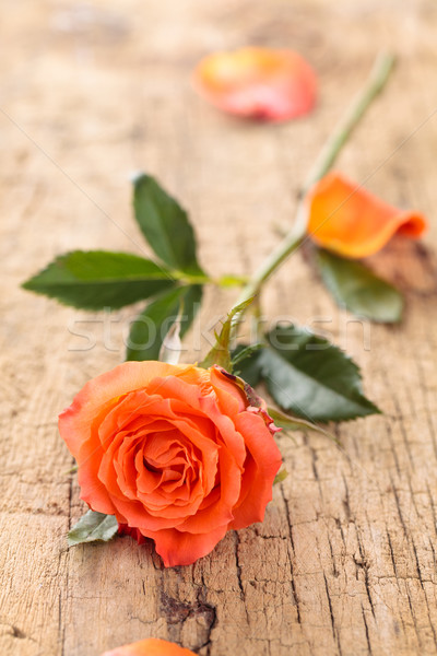 Coral rose on table. Stock photo © Vitalina_Rybakova