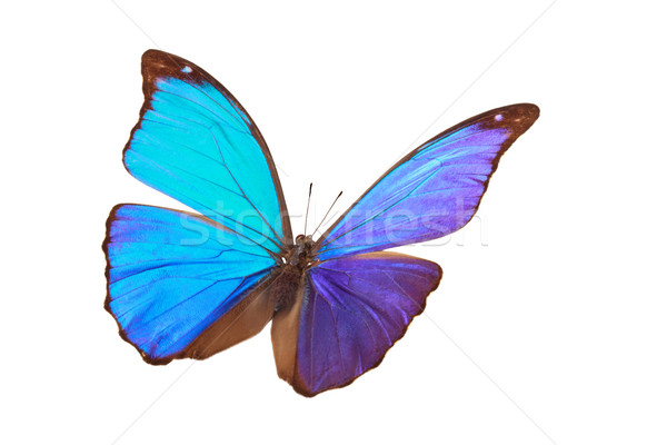 Blauw tropische vlinder shot geïsoleerd Stockfoto © Vitalina_Rybakova