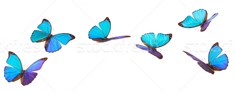 Azul vuelo mariposas primer plano tiro tropicales Foto stock © Vitalina_Rybakova