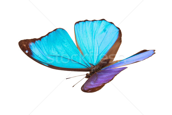 Blau tropischen Schmetterling erschossen isoliert Stock foto © Vitalina_Rybakova