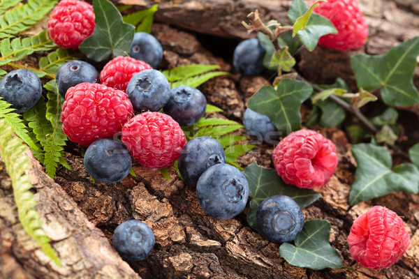 Forest berries background. Stock photo © Vitalina_Rybakova