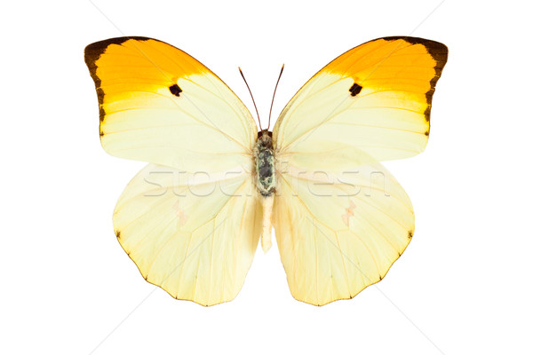 Butterfly (Anteos Menippe). Stock photo © Vitalina_Rybakova