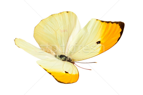 Butterfly (Anteos Menippe). Stock photo © Vitalina_Rybakova