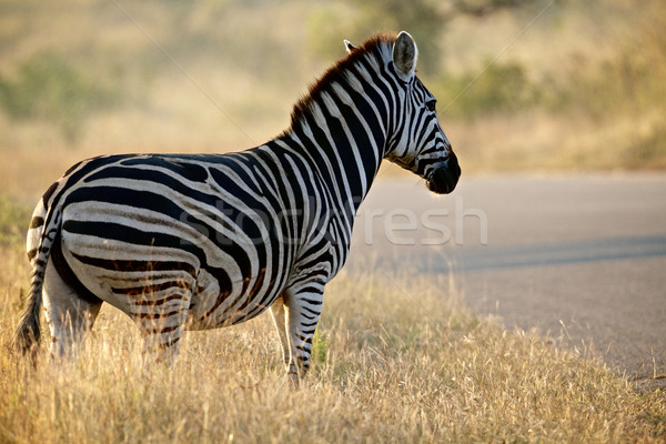 Zebra Stock photo © Vividrange