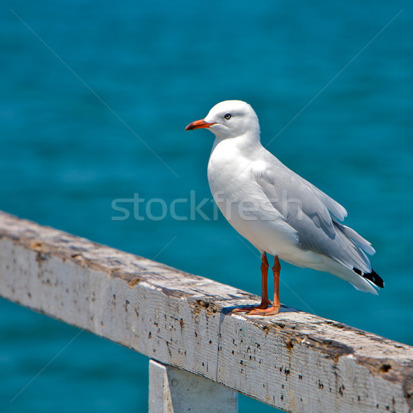 Zeemeeuw strand natuur licht oceaan Stockfoto © Vividrange