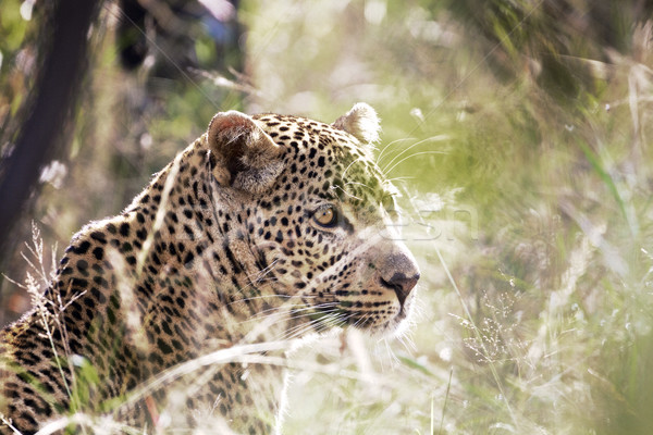Stock foto: Leoparden · Südafrika · Baum · Auge · Gras · Augen