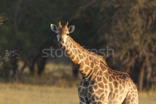 Giraffe Stock photo © Vividrange