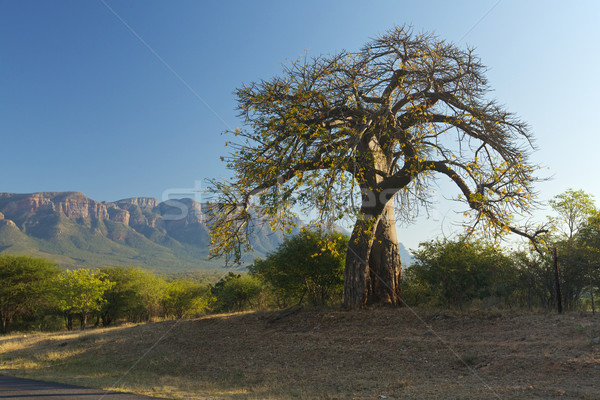 Stock photo: Baobab tree 