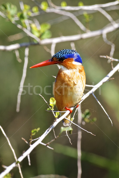 Kingfisher malachite séance branche au-dessus rivière Photo stock © Vividrange