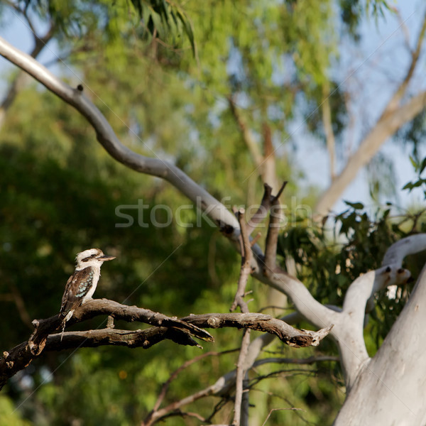 Australië vogel vergadering tak bos groene Stockfoto © Vividrange