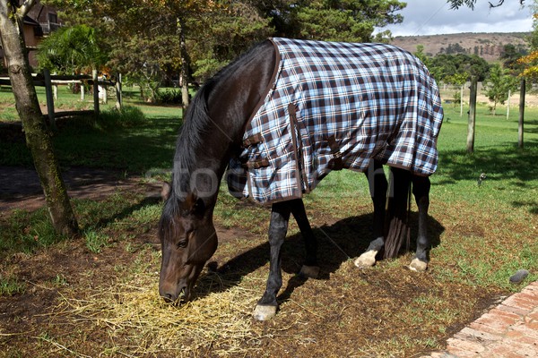 [[stock_photo]]: Cheval · couverture · pays · arbres · beauté · tête