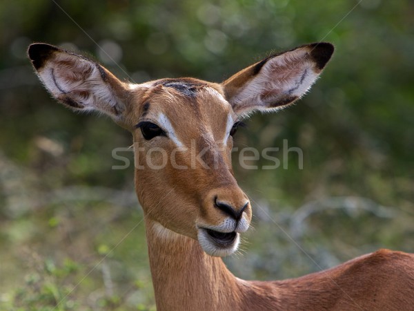 Stock photo: Impala 