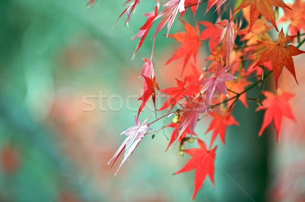 Autumn Colours on the Leaves Stock photo © Vividrange