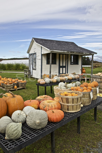 Stock photo: Farming, pumpkins display