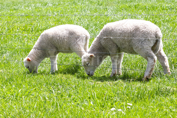 Lamb Stock photo © Vividrange