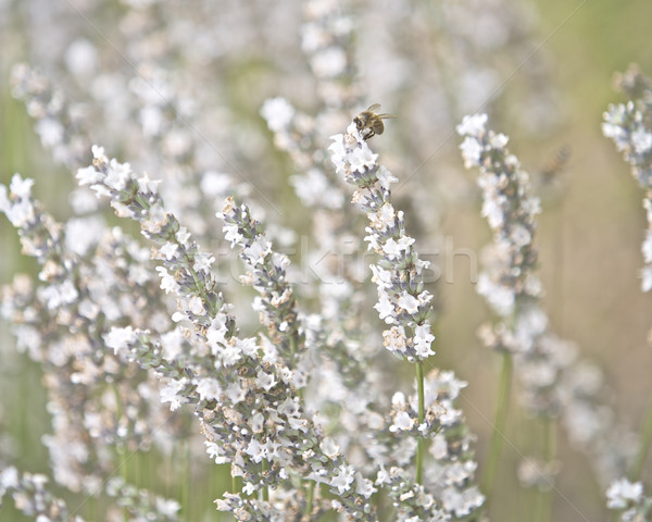 Lavender Flowers  Stock photo © Vividrange