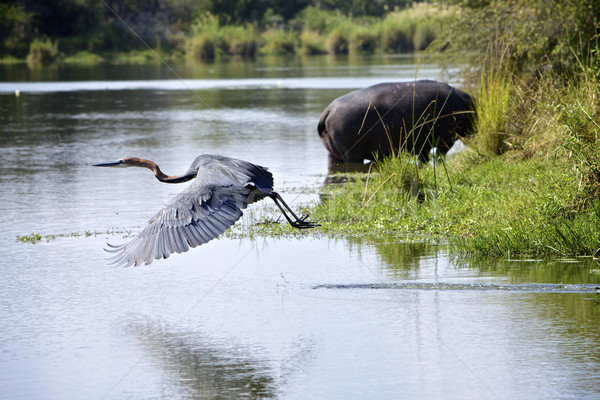 Goliath heron Stock photo © Vividrange
