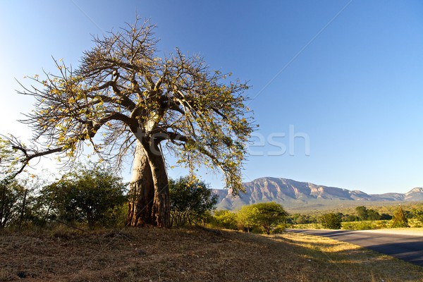Stock photo: Baobab tree 