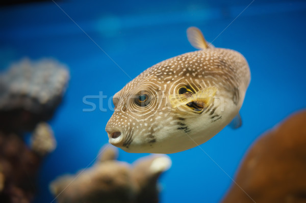 red sea fish Stock photo © vizarch